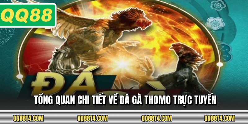Tổng quan chi tiết về đá gà thomo trực tuyến