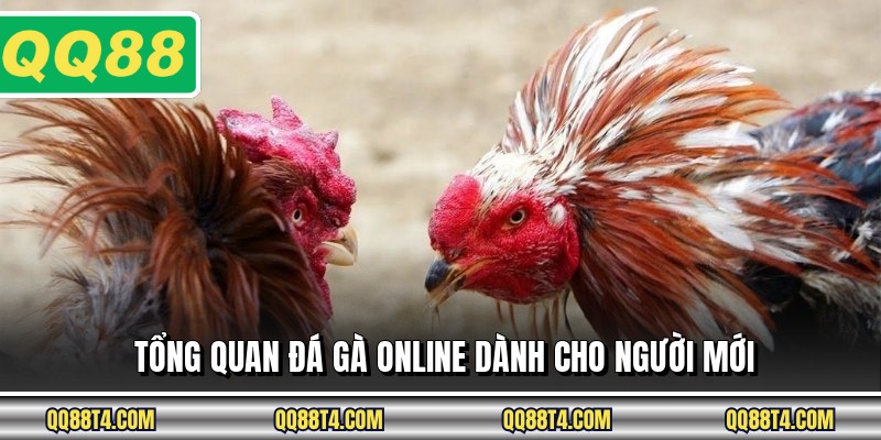 Tổng quan đá gà online dành cho người mới